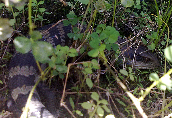 blue tongued lizard in garden