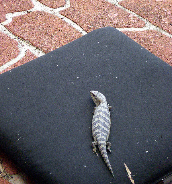 blue tongue lizard relaxing