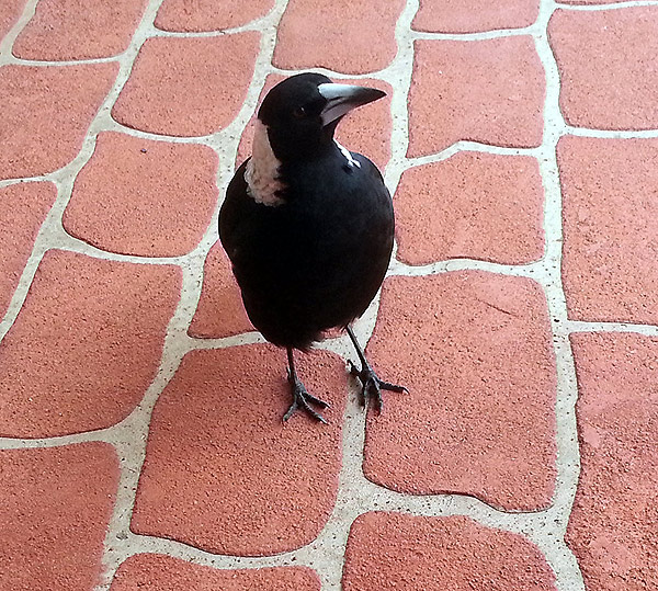 young australian magpie bird