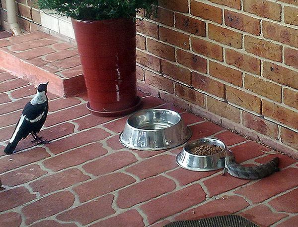 magpie and blue tongue lizard party