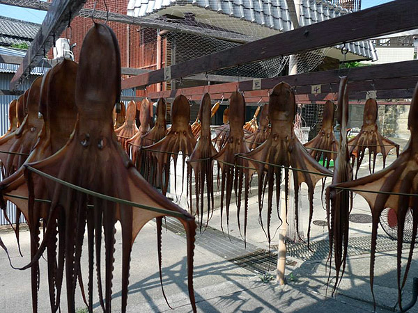 squid drying