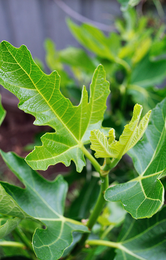 fig tree in spring
