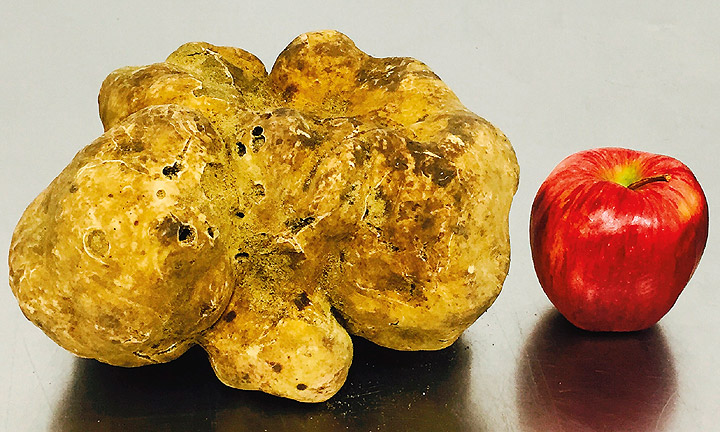 worlds largest truffle