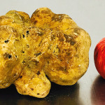 worlds largest truffle